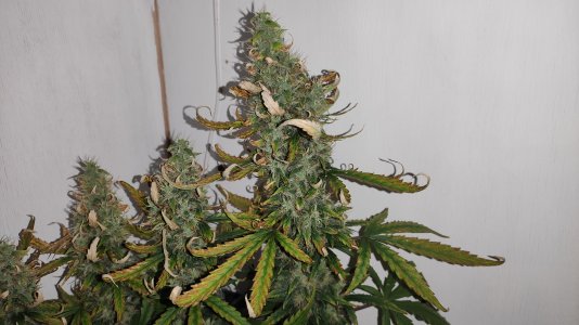 IMG_20220803_002412 — копия.jpg