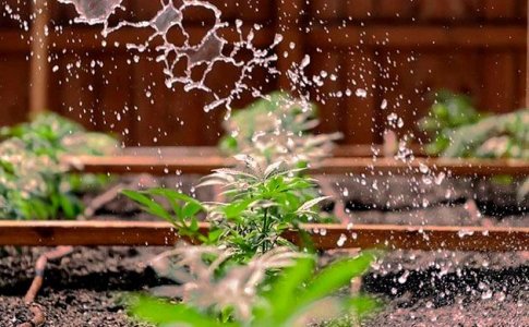 Компостный чай для удобрения конопли