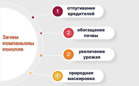 Что дают гроверу компаньоны конопли