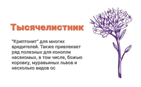 Компаньоны для конопли - тысячелистник