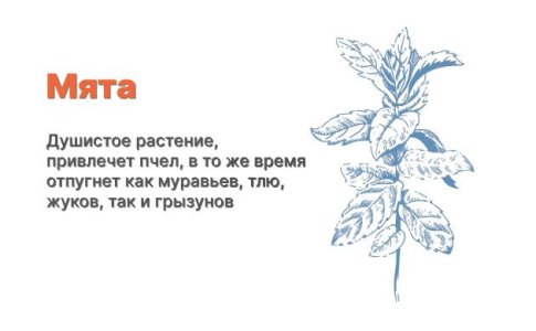 Компаньоны для конопли - мята