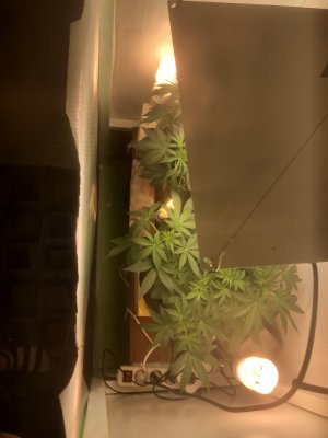 3747D855-EB46-4745-9B03-BA3FDE2F79C7.jpeg 3747D855-EB46-4745-9B03-BA3FDE2F79C7.jpeg