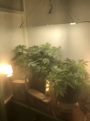 85D87730-F9D6-4967-940A-8B2FB1DEF13F.jpeg 85D87730-F9D6-4967-940A-8B2FB1DEF13F.jpeg