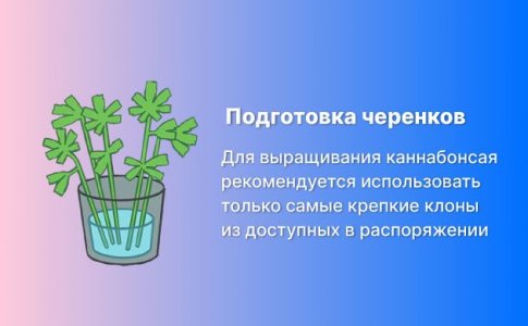 подготовка черенков