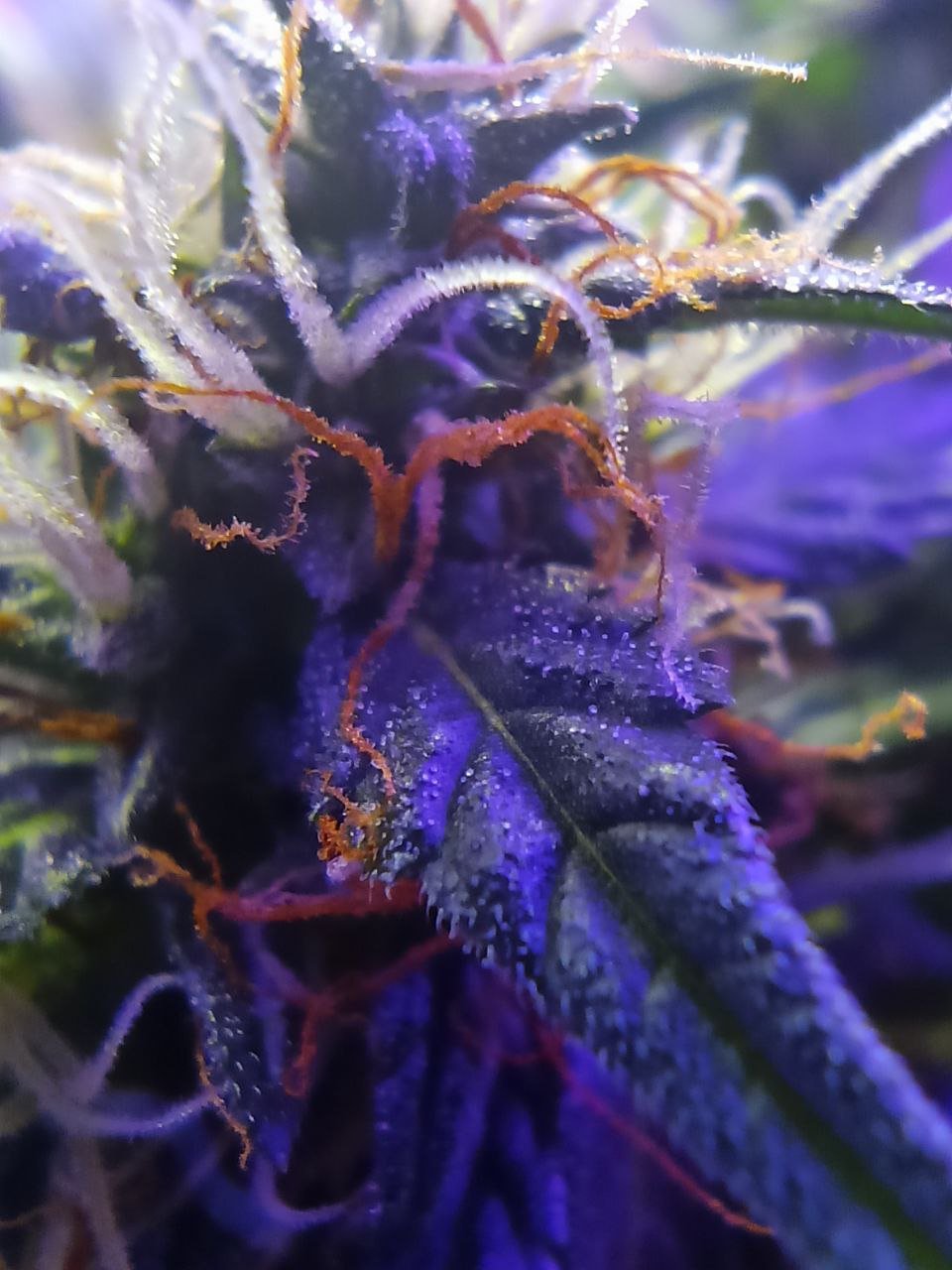 photo_2022-12-06_20-54-16 (2).jpg