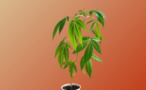 Листья конопли смотрят вниз