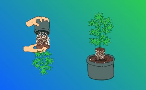 Как пересадить рассаду конопли правильно