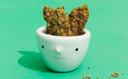 Регидратация пересушенных шишек