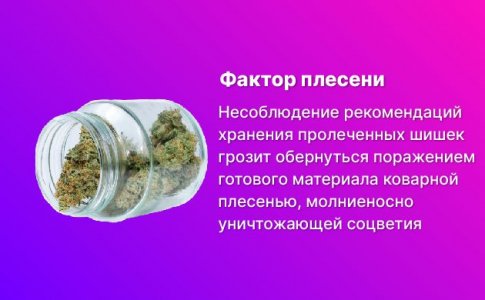Будьте осторожны с плесенью