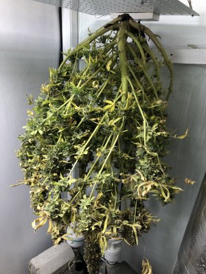 E8C31018-07B8-4917-A44F-E8883B6E1D4B.jpeg E8C31018-07B8-4917-A44F-E8883B6E1D4B.jpeg