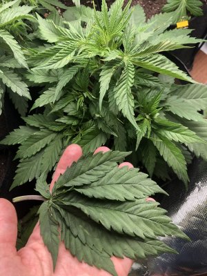 8FCF79BF-BAE5-48C9-AE9A-6D19F5358D90.jpeg