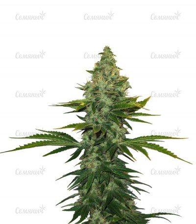 sort_Liberty_Haze.jpg
