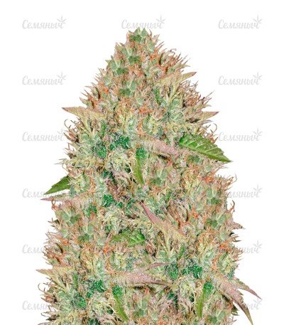 sort_Silver_Haze.jpg