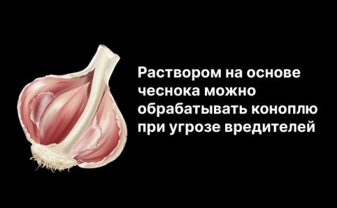 Народные рецепты для защиты конопли