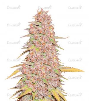 sort-Gelato-242.jpg