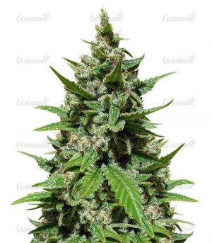 Gelato-Auto.jpg