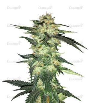 Blue-Gelato-41.jpg