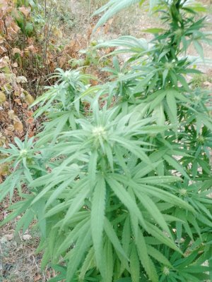 IMG_20230826_064559_513.jpg IMG_20230826_064559_513.jpg