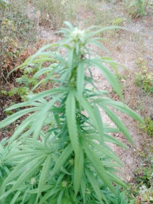 IMG_20230826_064607_442.jpg IMG_20230826_064607_442.jpg