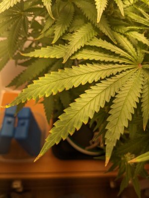 PXL_20230903_204048947.jpg PXL_20230903_204048947.jpg