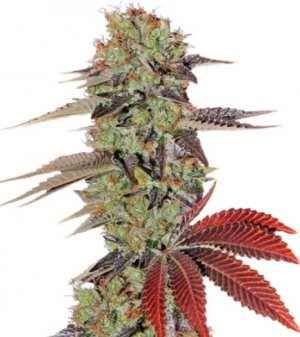 kings kush.jpg
