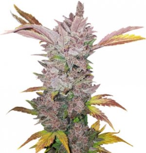 lsd auto.jpg