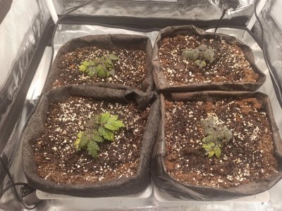 IMG_20231202_125017.jpg IMG_20231202_125017.jpg