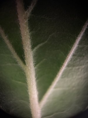 IMG_4739.jpeg