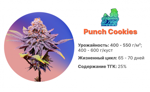 Punch Cookies