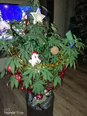 IMG_20231223_084701.jpg