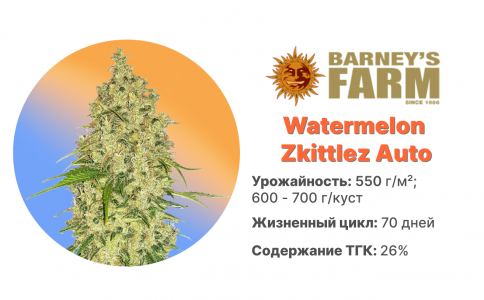 Watermelon Zkittlez Auto