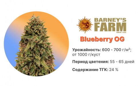 Blueberry OG
