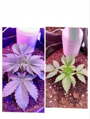 photo1705326104 (3).jpeg