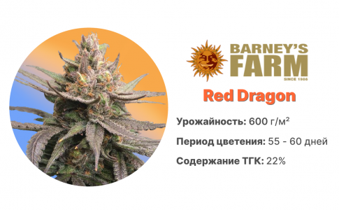 Red Dragon