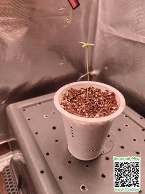 picture_cannabis-efficiency_1097_p0.jpg