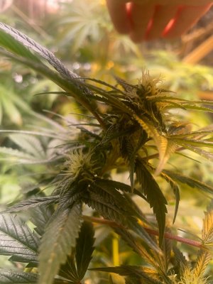 Дерево номер 4.jpeg