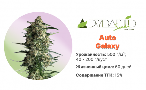 Auto Galaxy