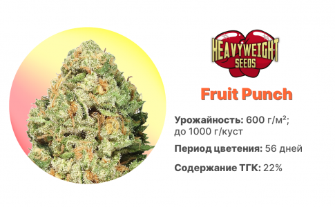 Fruit Punch