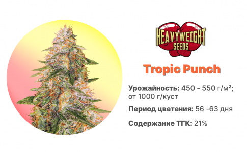 Tropic Punch