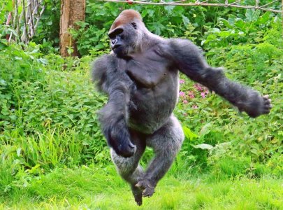 1648670539_9-kartinkof-club-p-gorilla-smeshnie-kartinki-9.jpg