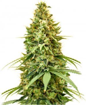 amnesia haze.jpg