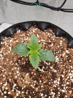 20240118_195221.jpg 20240118_195221.jpg