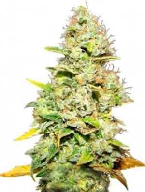 white widow.jpg
