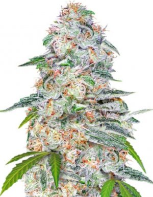 Blue Dream.jpg