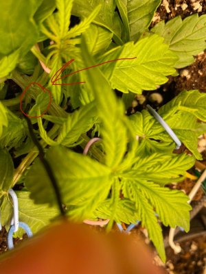 Пример восстановления после мёда.JPG