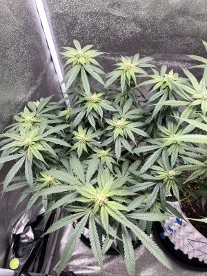 IMG_3802.jpeg