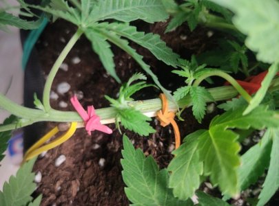 cleaned_IMG20240404085130.jpg