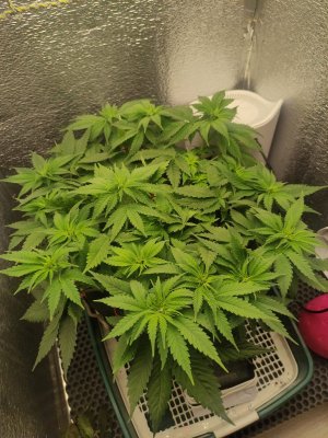 cleaned_IMG20240404201309.jpg