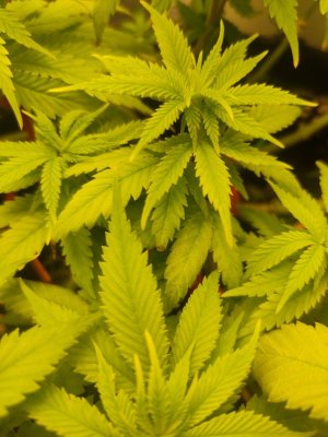 cleaned_IMG20240420213735.jpg