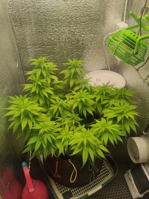 cleaned_IMG20240420211052.jpg